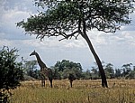 Massai-Giraffe (Giraffa camelopardalis tippelskirchi) unter einem Baum - Mikumi Nationalpark