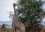 Massai-Giraffe (Giraffa camelopardalis tippelskirchi) beim Fressen an einem Baum - Mikumi Nationalpark