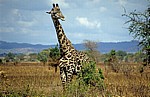 Massai-Giraffe (Giraffa camelopardalis tippelskirchi) - Mikumi Nationalpark