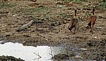 Nilkrokodil (Crocodylus niloticus) neben Nilgänsen (Alopochen aegyptiacus) - Mikumi Nationalpark