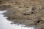 Nilkrokodil (Crocodylus niloticus) - Mikumi Nationalpark