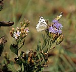 Schmetterling (African Veined White, Belenois gidica) - Mikumi Nationalpark