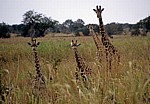 Massai-Giraffen (Giraffa camelopardalis tippelskirchi) - Mikumi Nationalpark