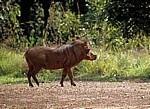 Matambwe Gate: Warzenschwein (Phacochoerus africanus) - Selous Wildreservat