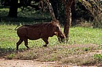 Matambwe Gate: Warzenschwein (Phacochoerus africanus) - Selous Wildreservat