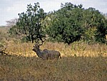 Großer Kudu (Tragelaphus strepsiceros) - Selous Wildreservat