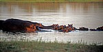 Rufiji: Flußpferde (Hippopotamus amphibius) - Selous Wildreservat