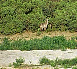Wasserböcke (Ellipsenwasserbock, Kobus ellipsiprymnus ellipsiprymnus) - Selous Wildreservat