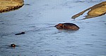 Rufiji: Flußpferde (Hippopotamus amphibius) - Selous Wildreservat
