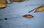 Rufiji: Flußpferde (Hippopotamus amphibius) - Selous Wildreservat