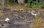 Knochen auf abgebrannter Steppe - Selous Wildreservat