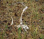 Impalaschädel - Selous Wildreservat