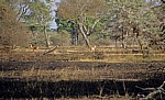 Impalas (Aepyceros melampus) auf kürzlich abgebrannter Fläche  - Selous Wildreservat