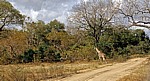 Rechts vor links: Massai-Giraffe (Giraffa camelopardalis tippelskirchi) nach Überqueren der Straße - Selous Wildreservat