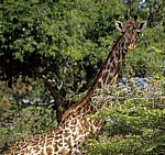 Massai-Giraffe (Giraffa camelopardalis tippelskirchi) - Selous Wildreservat