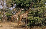 Massai-Giraffen (Giraffa camelopardalis tippelskirchi) - Selous Wildreservat