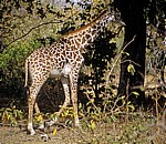 Junge Massai-Giraffe (Giraffa camelopardalis tippelskirchi) - Selous Wildreservat