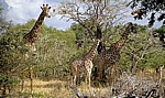 Massai-Giraffen (Giraffa camelopardalis tippelskirchi) - Selous Wildreservat