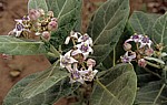 Blühendes Nachtschattengewächs (Solanum) - Pwani Region