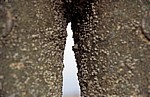 Kunstinstallation: Another Place (Antony Gormley) - Detail (Bewuchs einer Figur) - Crosby