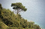 SteilkÃ¼ste: Waldkiefer (Pinus sylvestris) - Gespanschaft Dubrovnik-Neretva