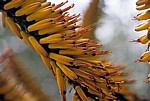 Arboretum von Trsteno: Echte Aloe (Aloe vera) - BlÃ¼te - Trsteno