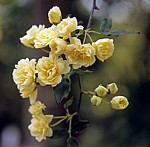 Arboretum von Trsteno: Gelbe Rosen (Rosa) - Trsteno