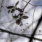 Vogel-Kirsche (Prunus avium): Junge Blätter und Knospen - Nationalpark Plitvicer Seen