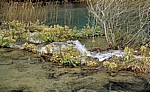 Donja jezera (Untere Seen): Vegetation in den kleinen Kaskaden des Novakovica brod - Nationalpark Plitvicer Seen