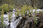 Donja jezera (Untere Seen): Vegetation in den kleinen Kaskaden des Novakovica brod - Nationalpark Plitvicer Seen